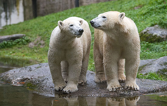 Eisbärein Nanook (li.) und Nuna im Tierpark Hellabrunn (©Foto: Tierpark München / Marc Müller)